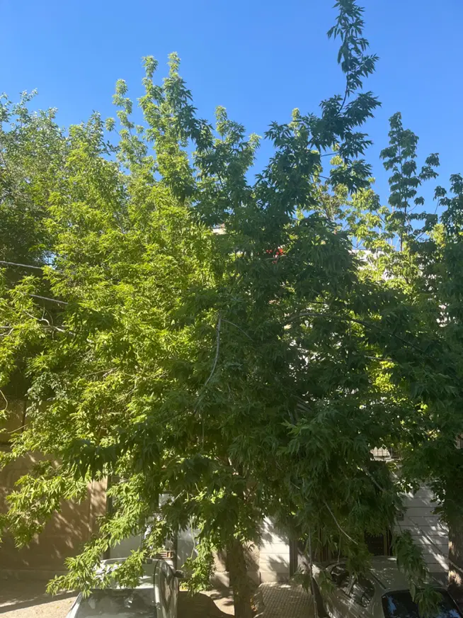 باغ گاوخانه خ جواد الایمه