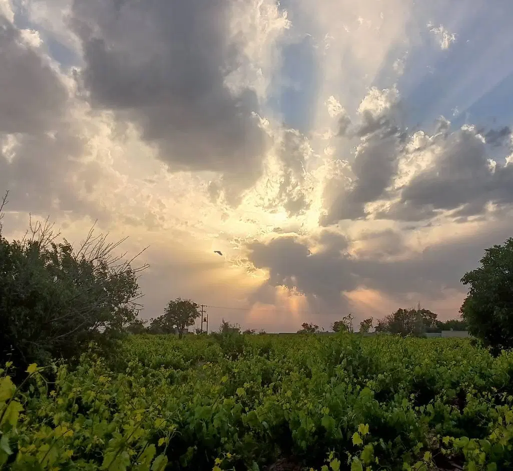 باغ انگور