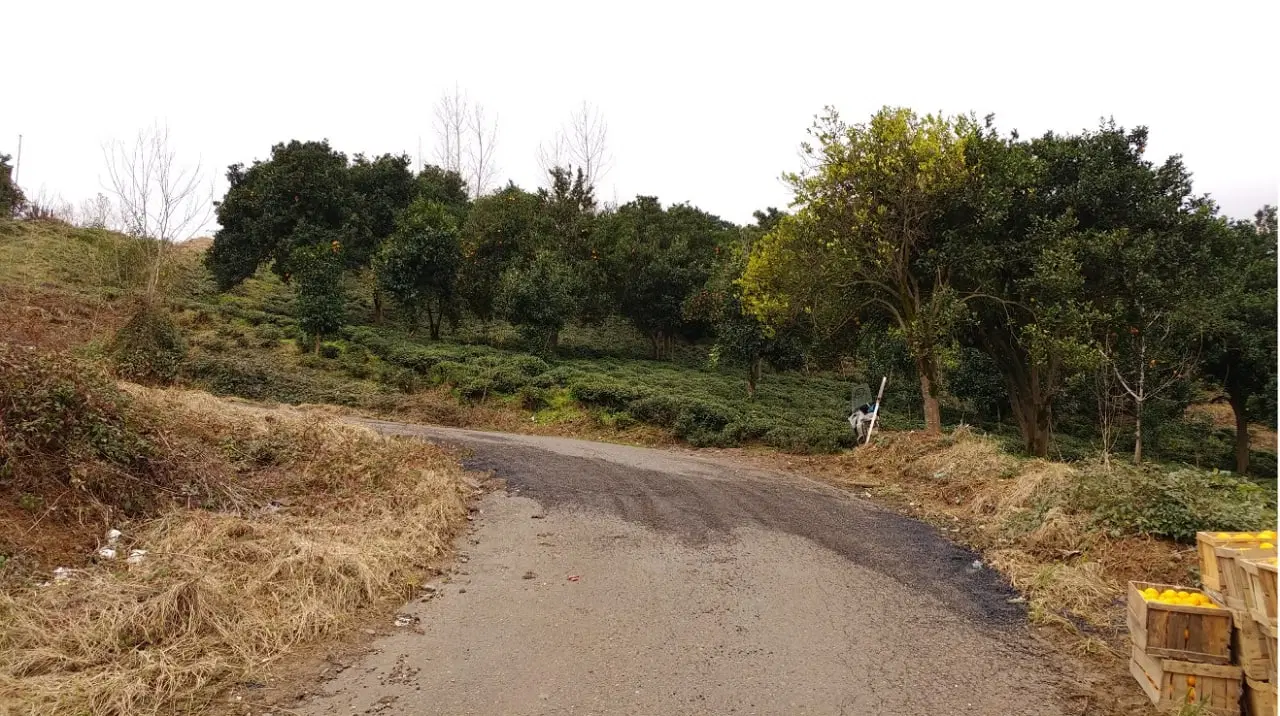 زمین 3400 متر باغ چای محصور با ۲۵۰ متر مسکونی