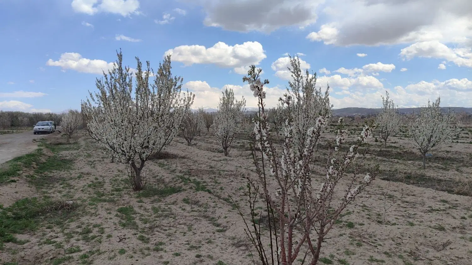 باغ در روستای کردکر ایلخچی