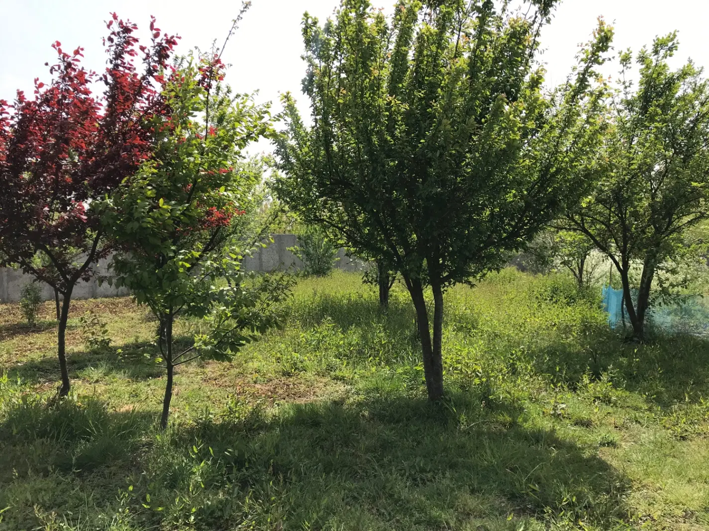 زمین مسکونی