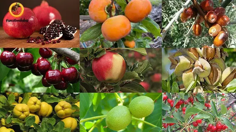 باغ آجیلی + سند + نگهبانی +سهمیه آب دائم