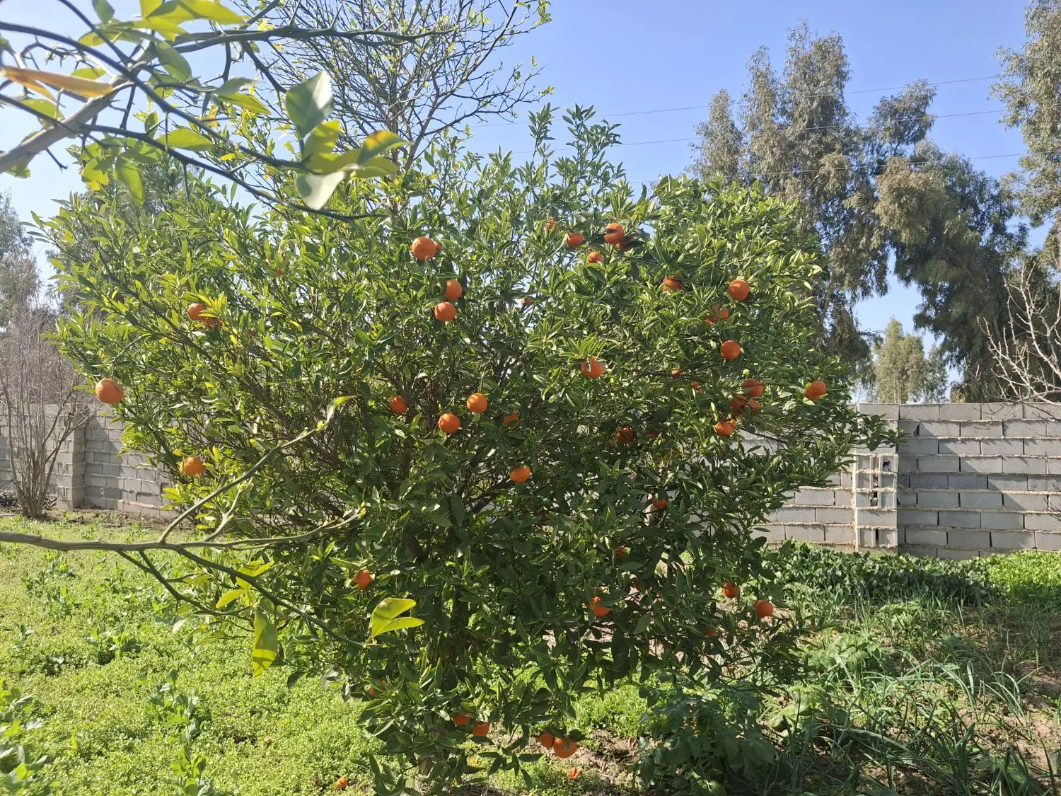 باغ با سند تک برگ دور دیوار