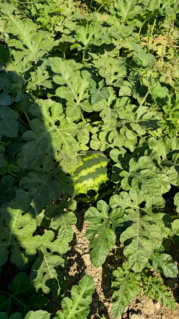 ۱۲هکتار جای هندوانه