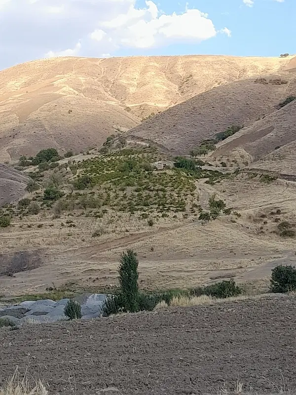 باغ فروشی   8هکتاری