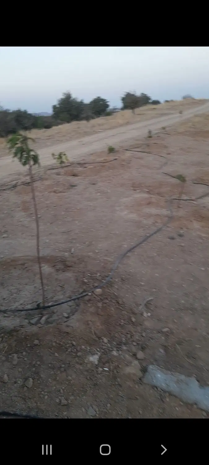 یک سهم باغ