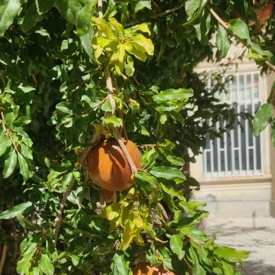 معاوضه خانه ویلایی قوچان با مشهد _ فروشی هم هست