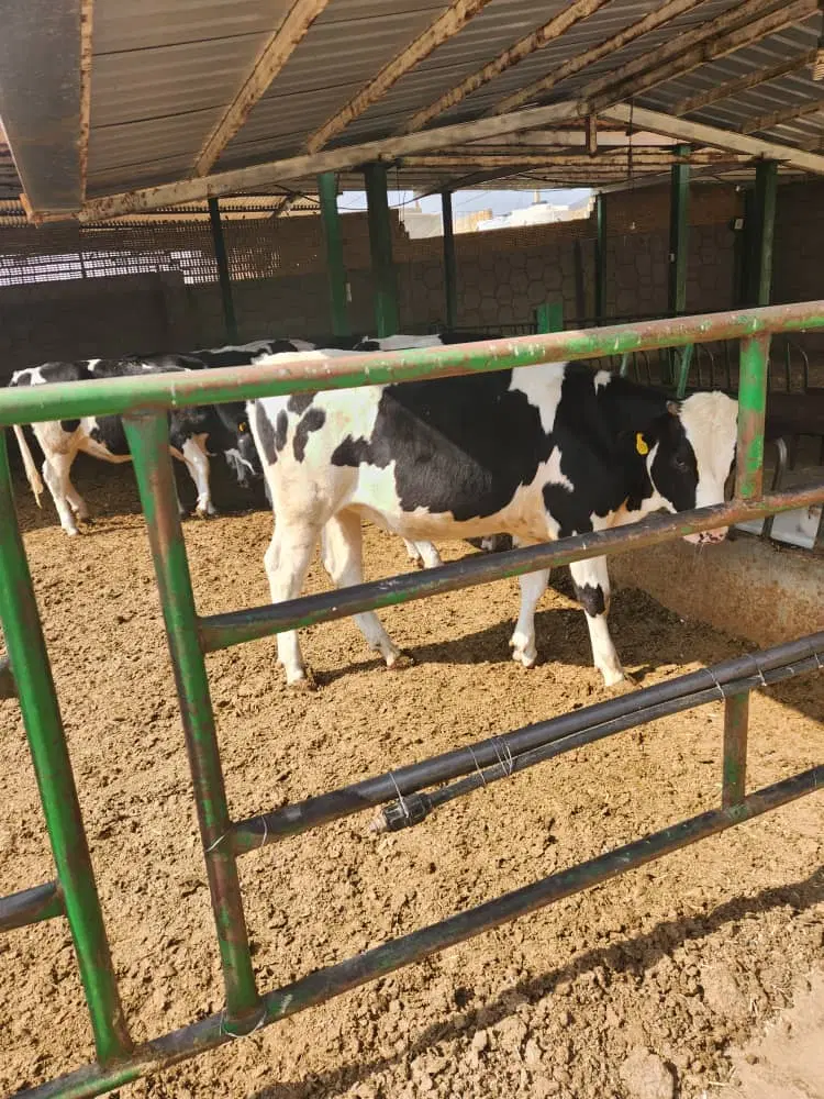 فروش گاوداری و زمین کشاورزی