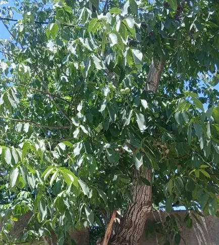 باغ دنج و کوچولو بادام زار تفریجان