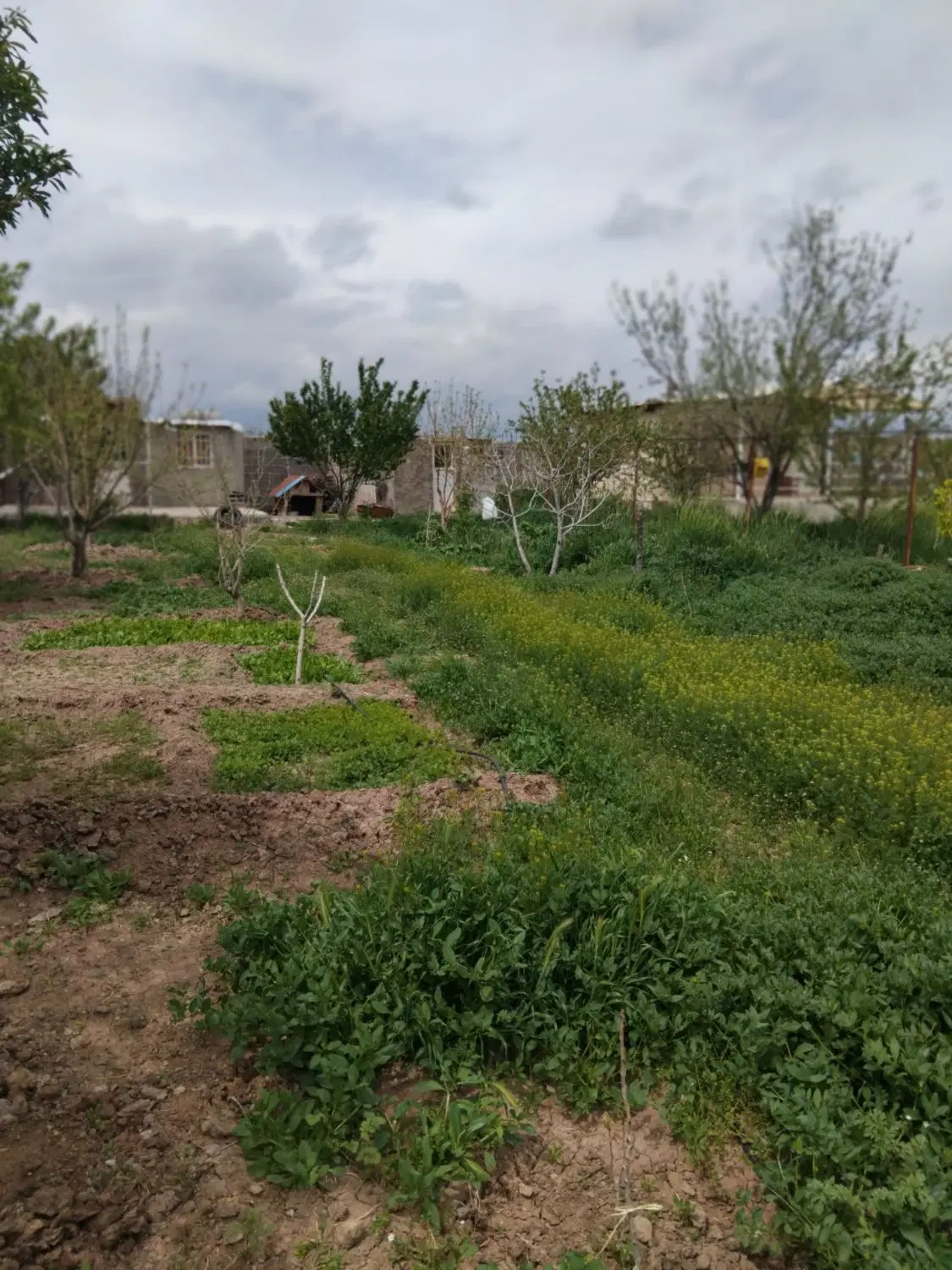 خانه باغ شینقر