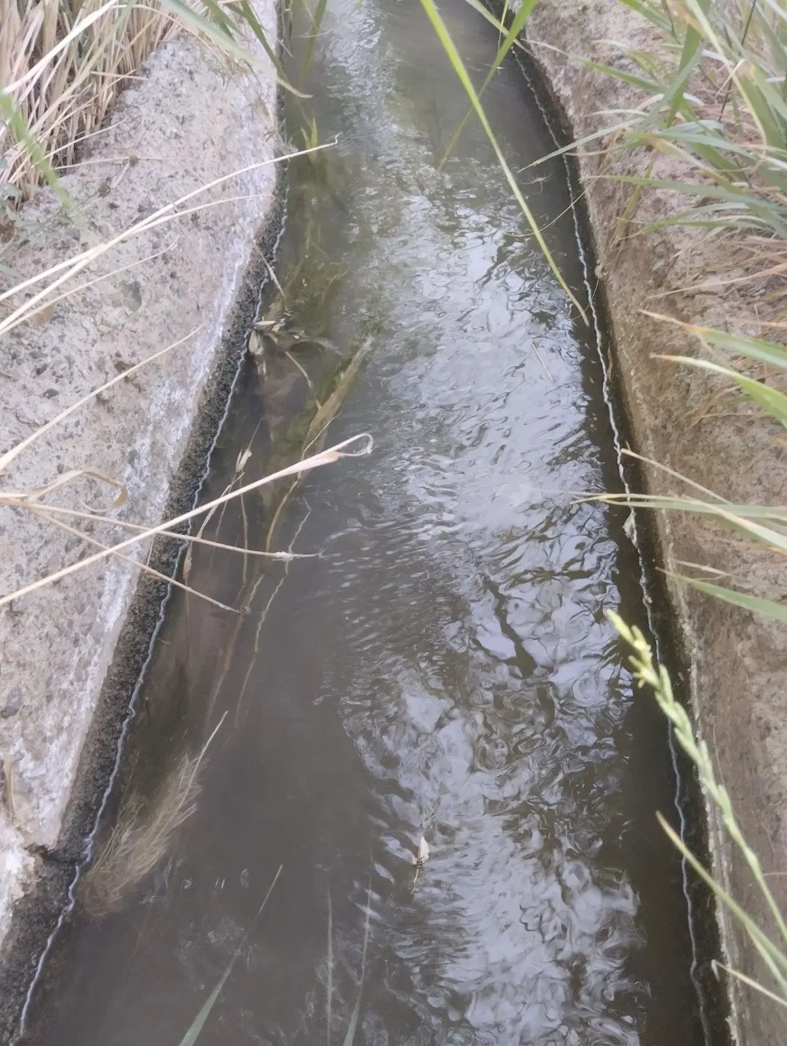 باغ باغچه  روستای خوش آب هوای دیزیجان