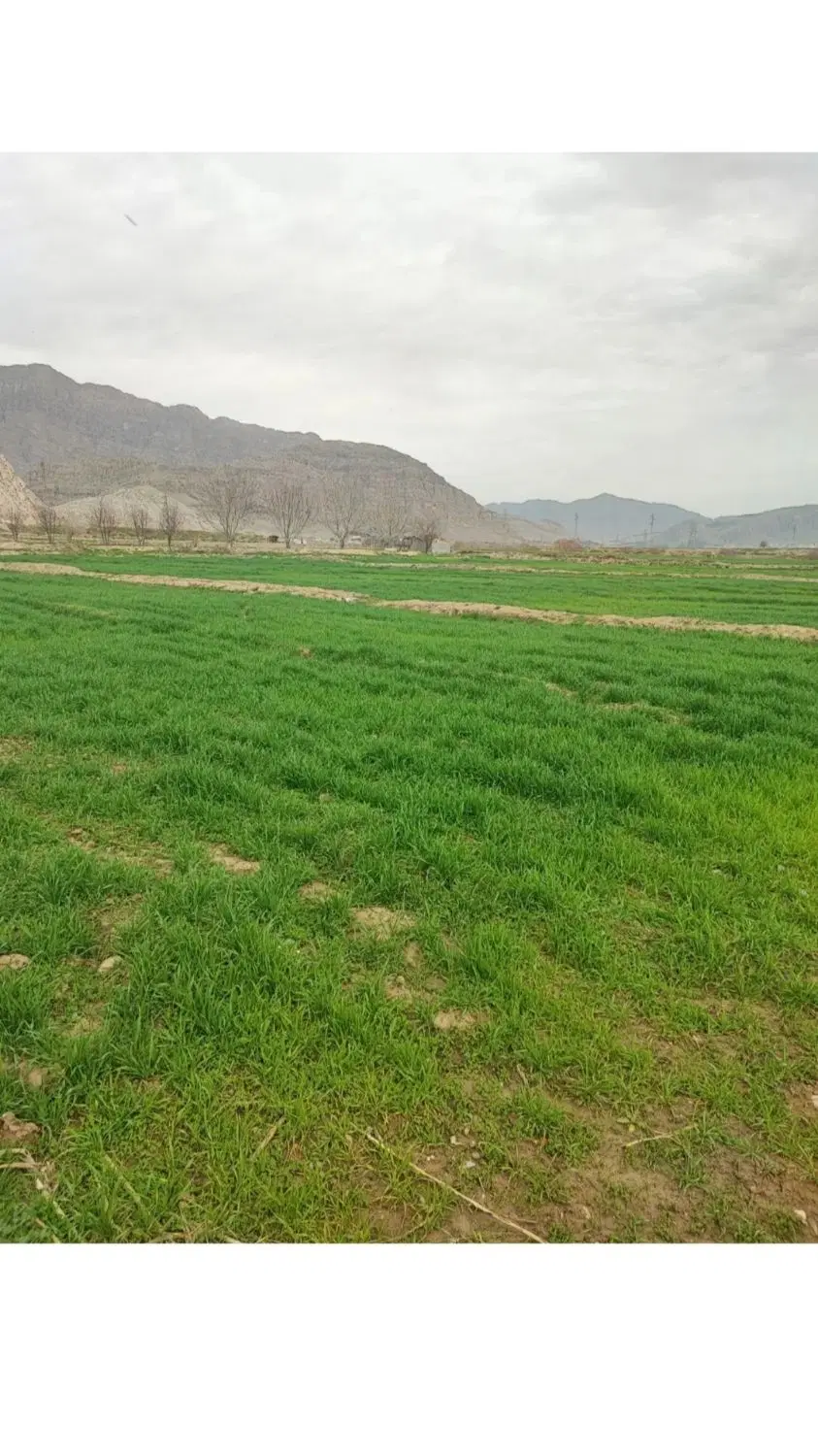 زمین کشاورزی در روستای باغدایی دوم