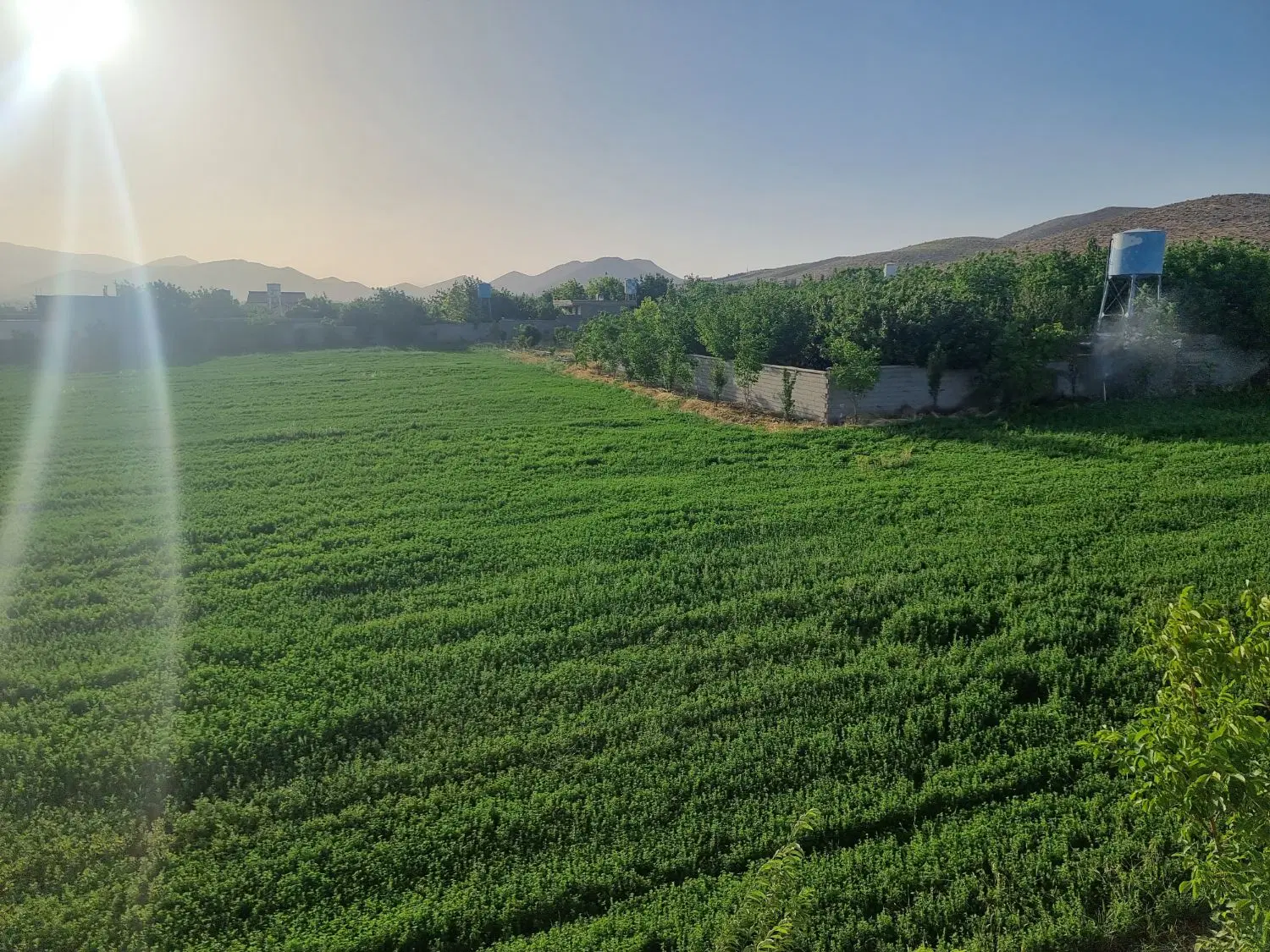 دو هزارمتر سرو ملوسجان اکازیون سندتک برگ