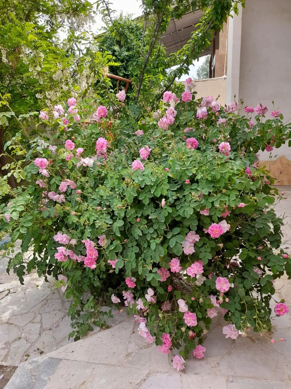 اجاره باغ