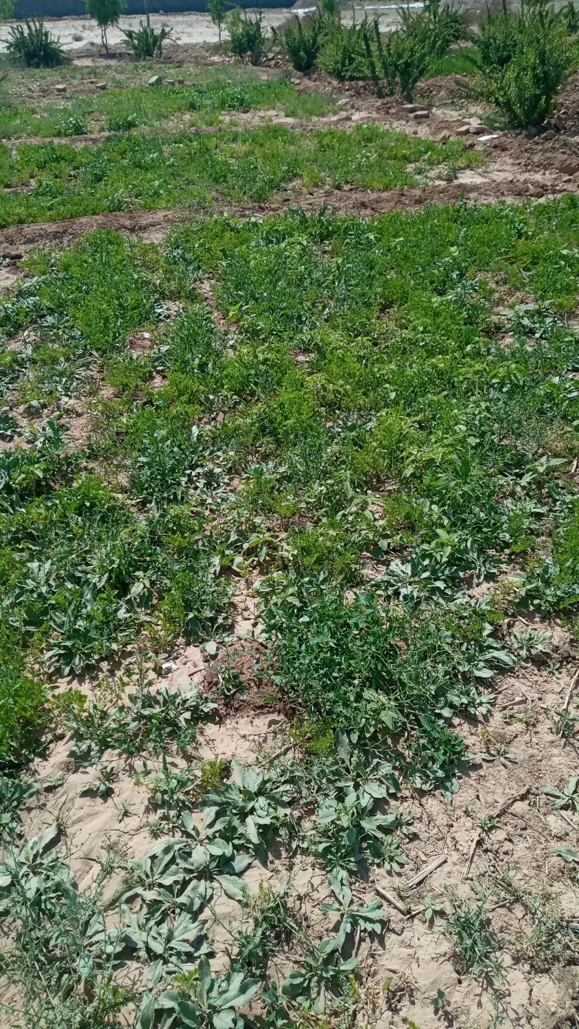 زمین کشاورزی دشت بجد