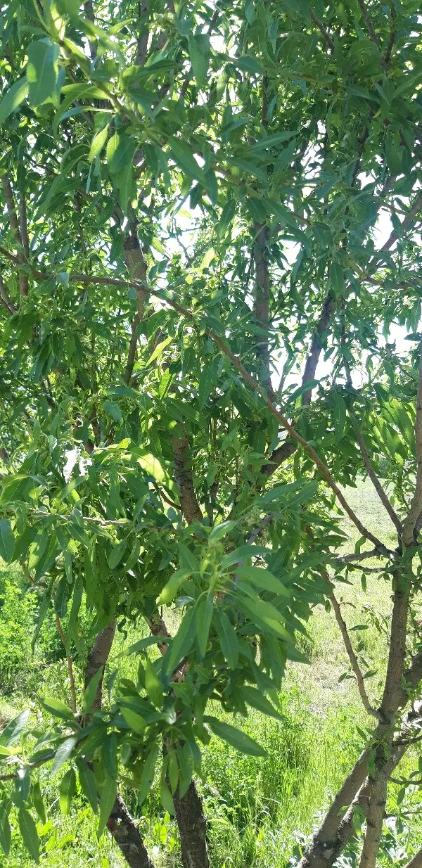 زمین سرابیاس گلشن ها