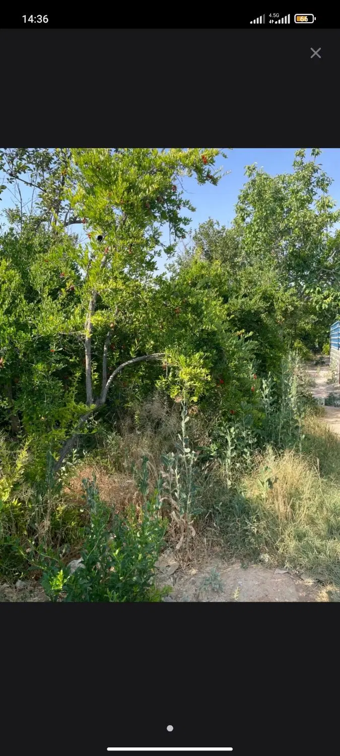 اجاره باغ برای کافه رستوران