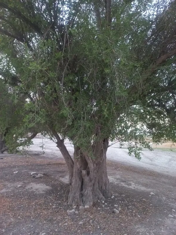 متراژ‌ ۲۳۰متر