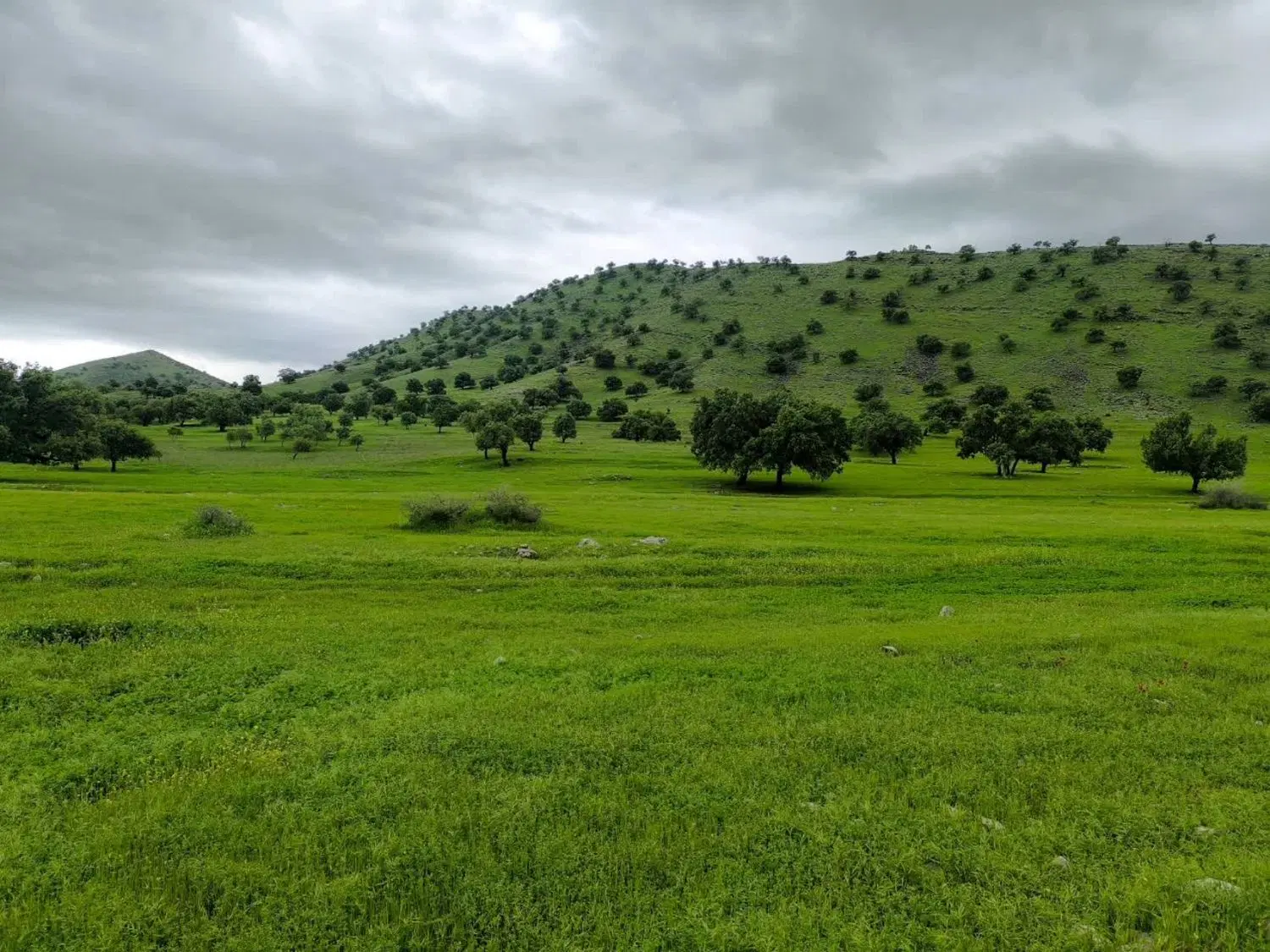 زمین ۵۰۰ متری نرگاه