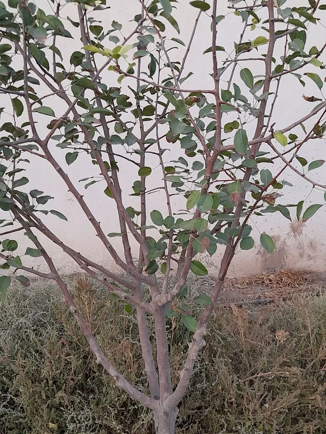 زمین مرق