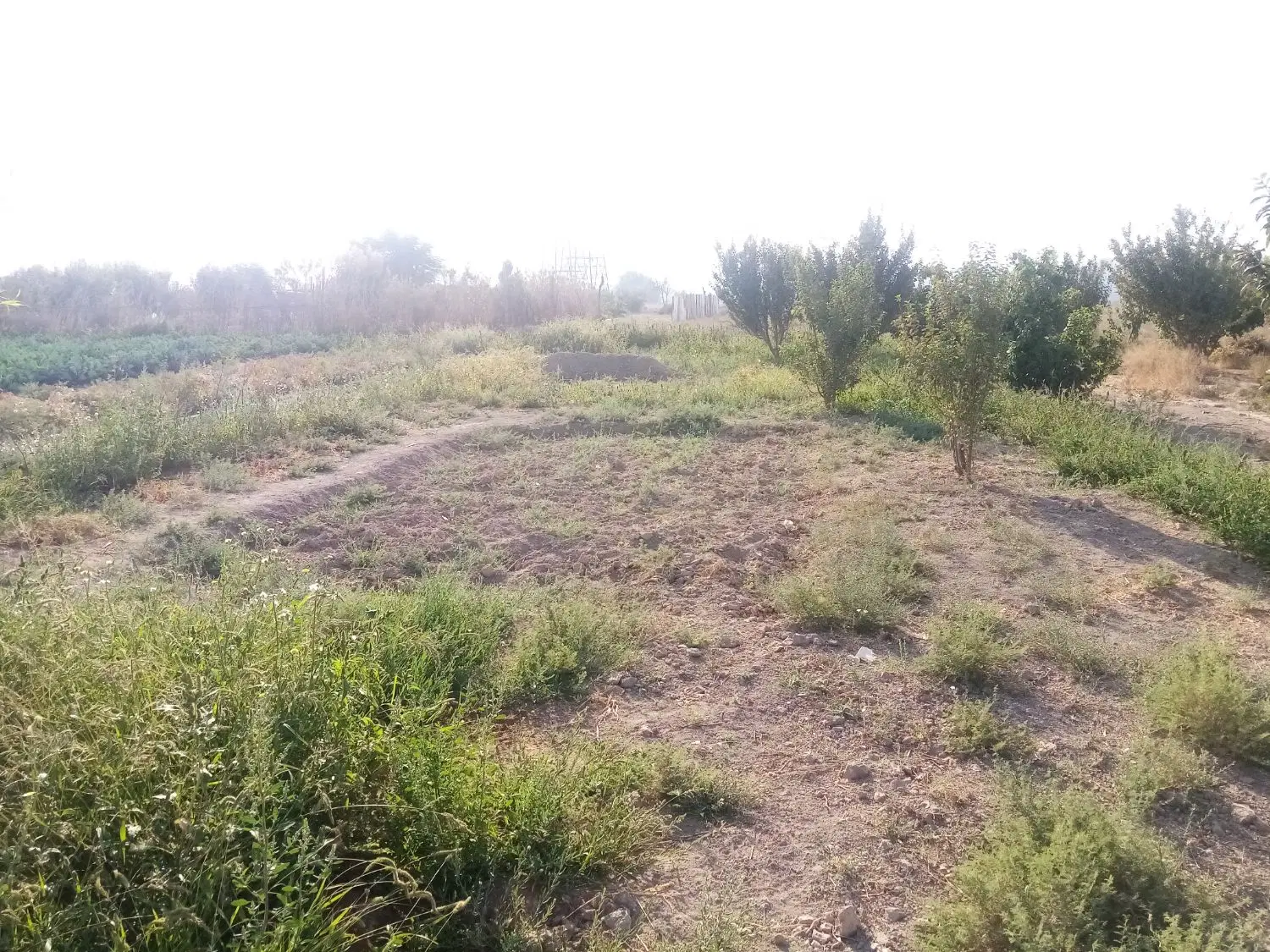 زمین باغ علی اباد طپانچه