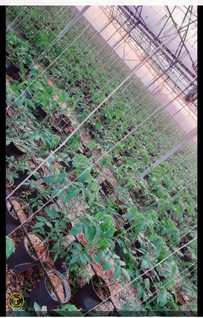 اجاره گلخانه