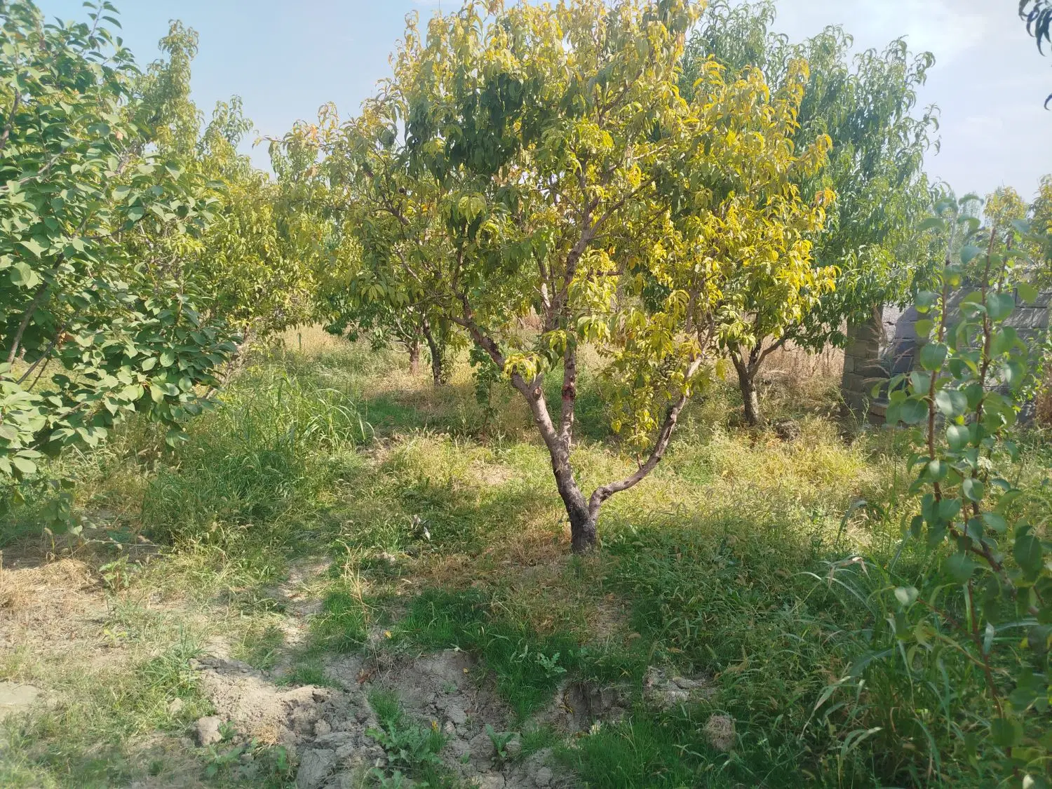 باغچه روستای شورکند