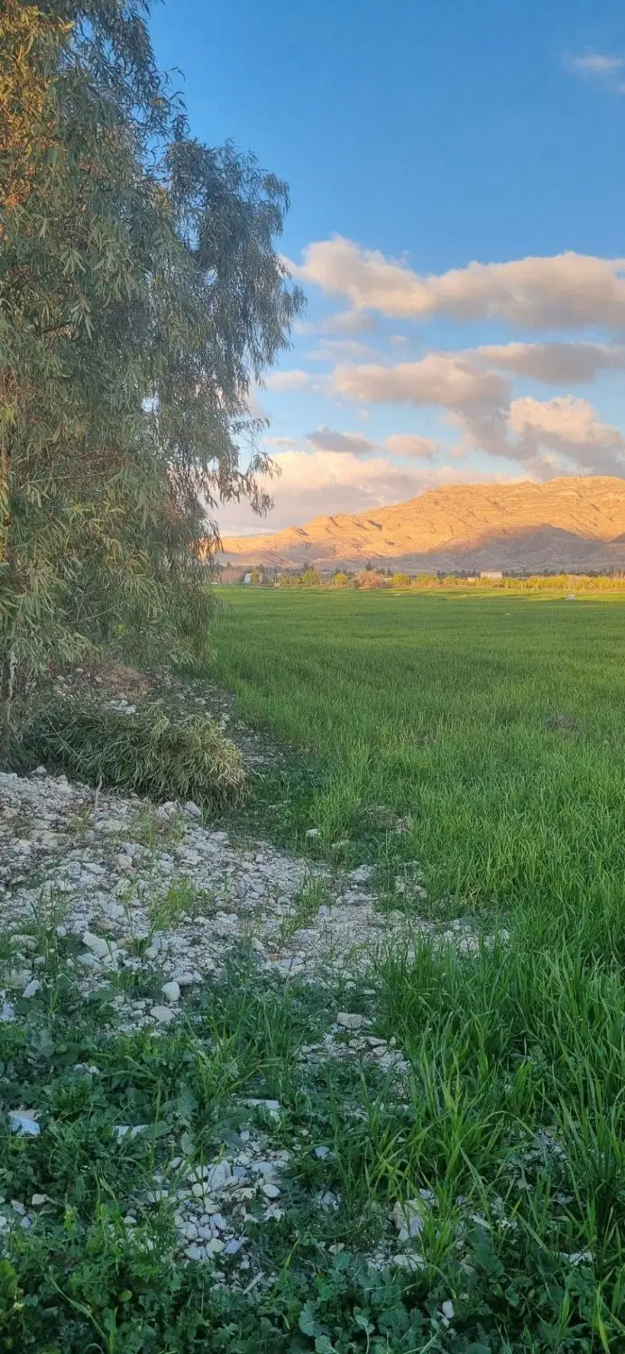 یک هکتار زمین کشاورزی ریکا