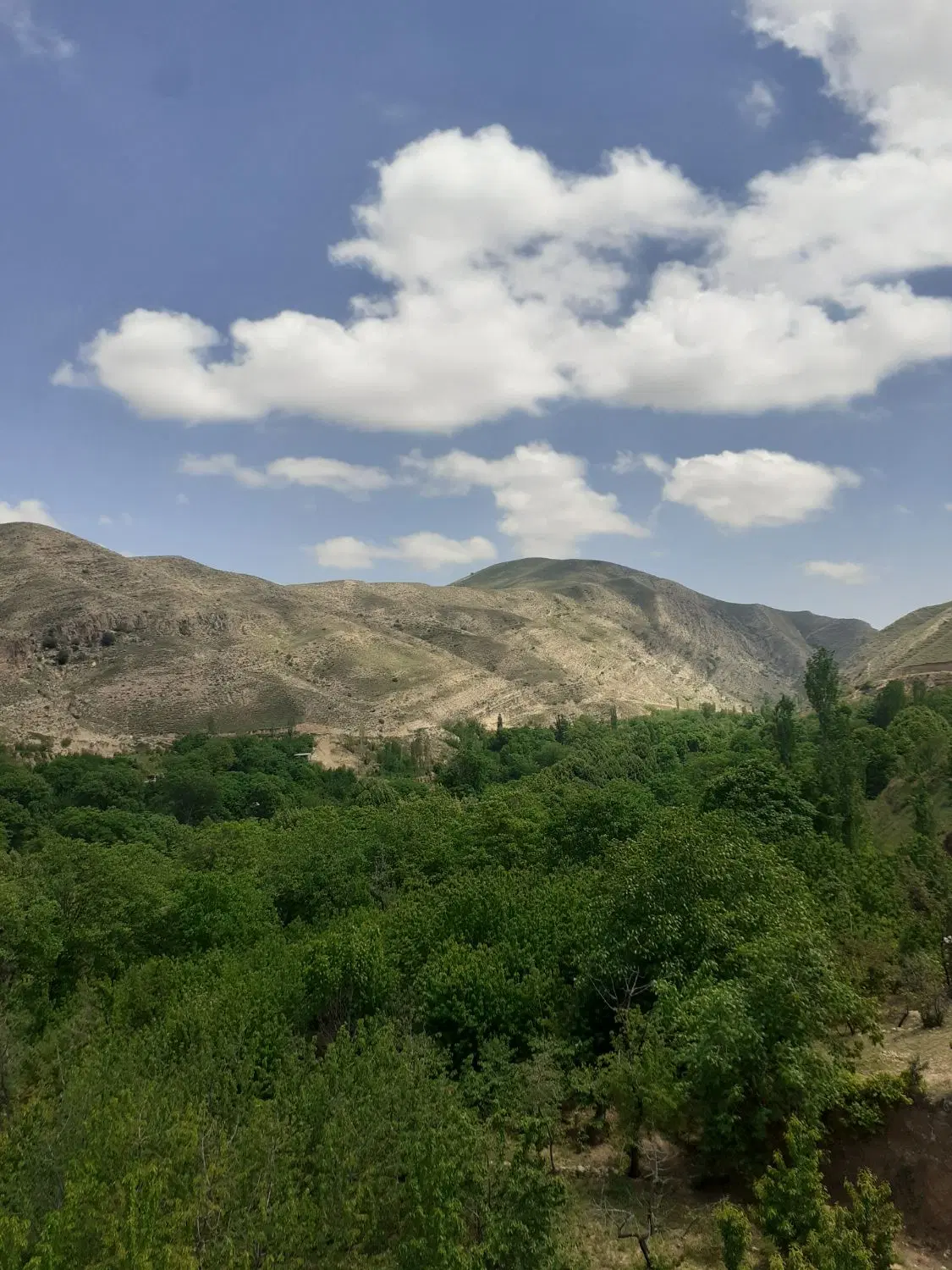 باغ فروشی
