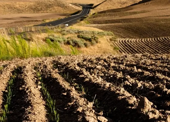 زمین کشاورزی در گوریه