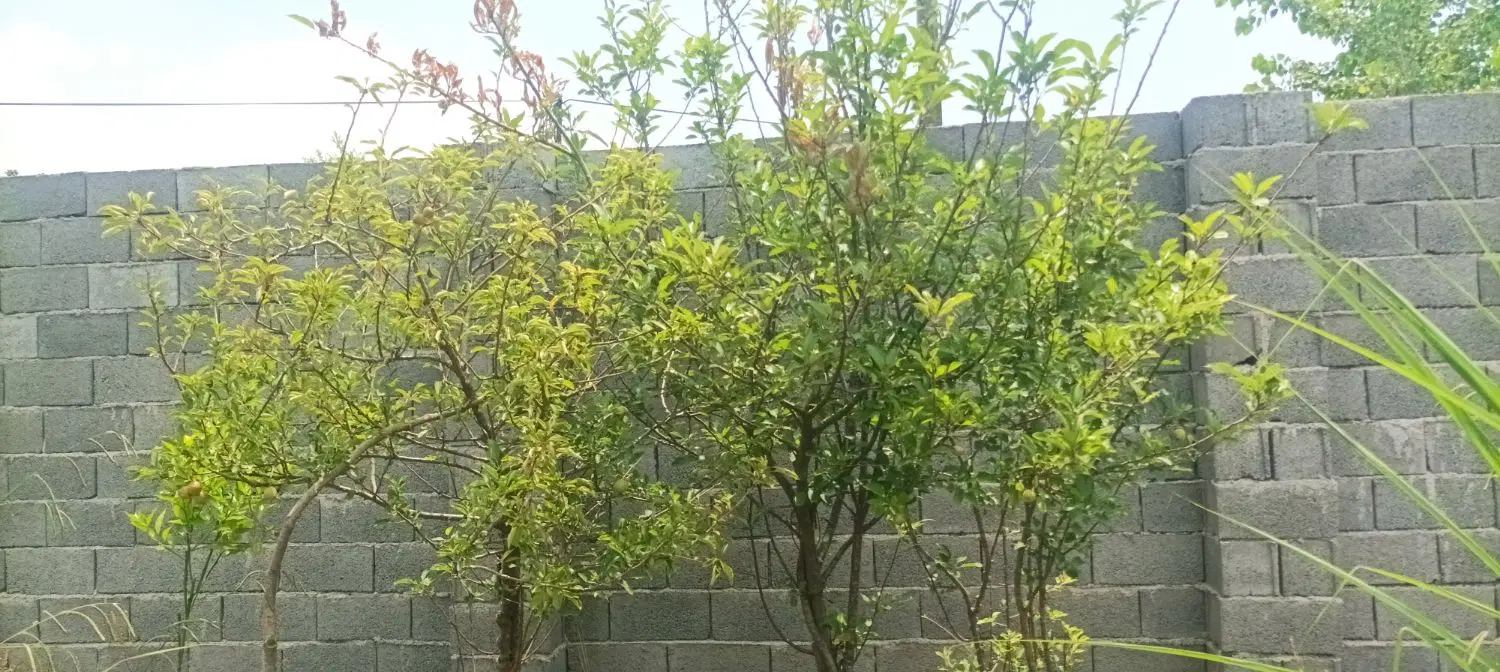 ۲۵۰متر زمین مسکونی در لولمان رشت اباد