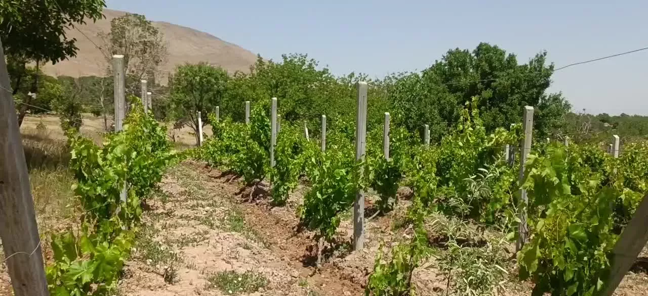 باغ