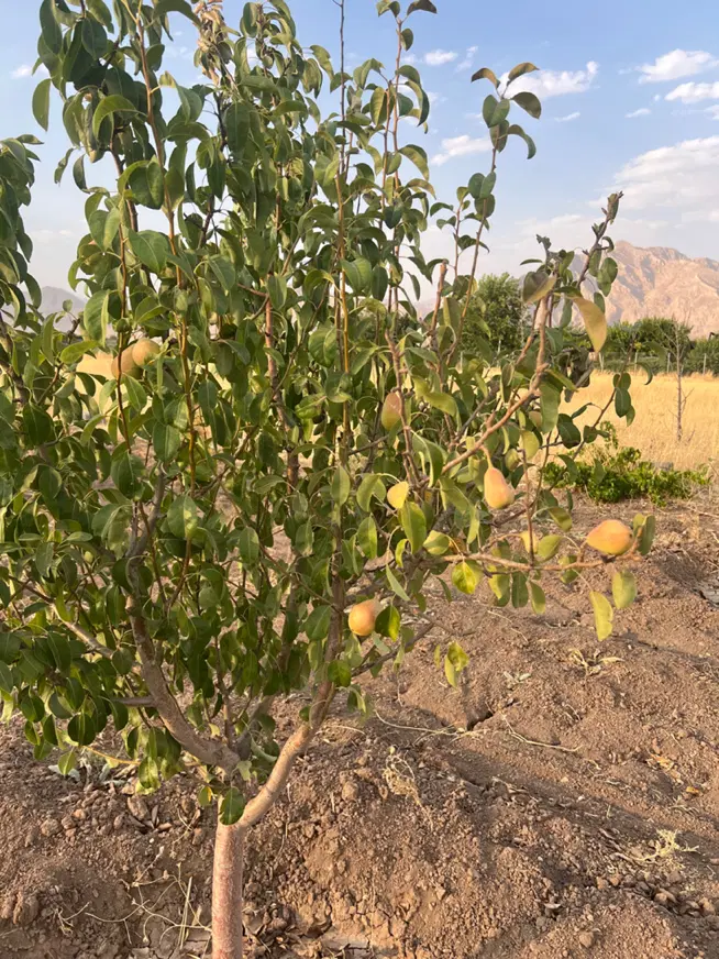 باغ ۱۵۰۰ متری کهریز الهیه