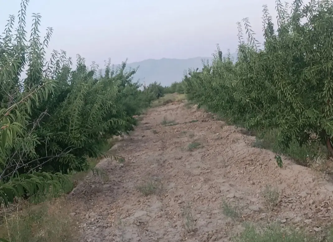 باغ 1000 متر دارای آب مالکیت صوفیان