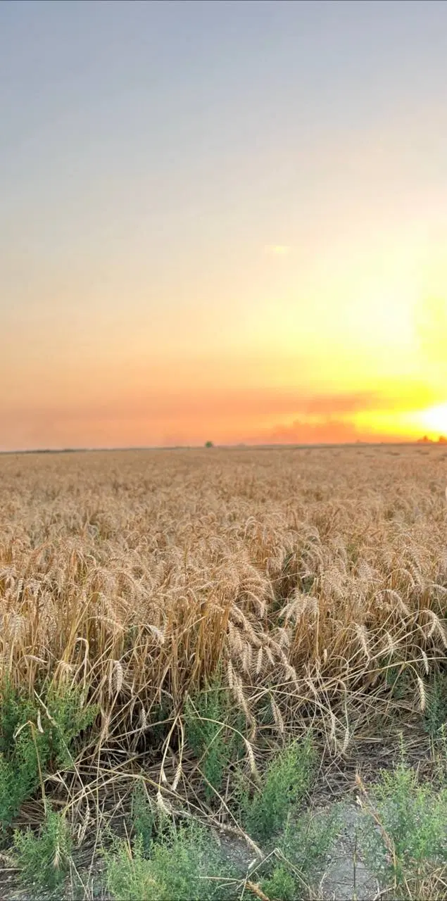 زمین کشاورزی فرودگاه گرگان