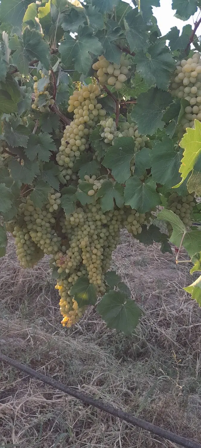 اجاره باغ انگور ایستاده