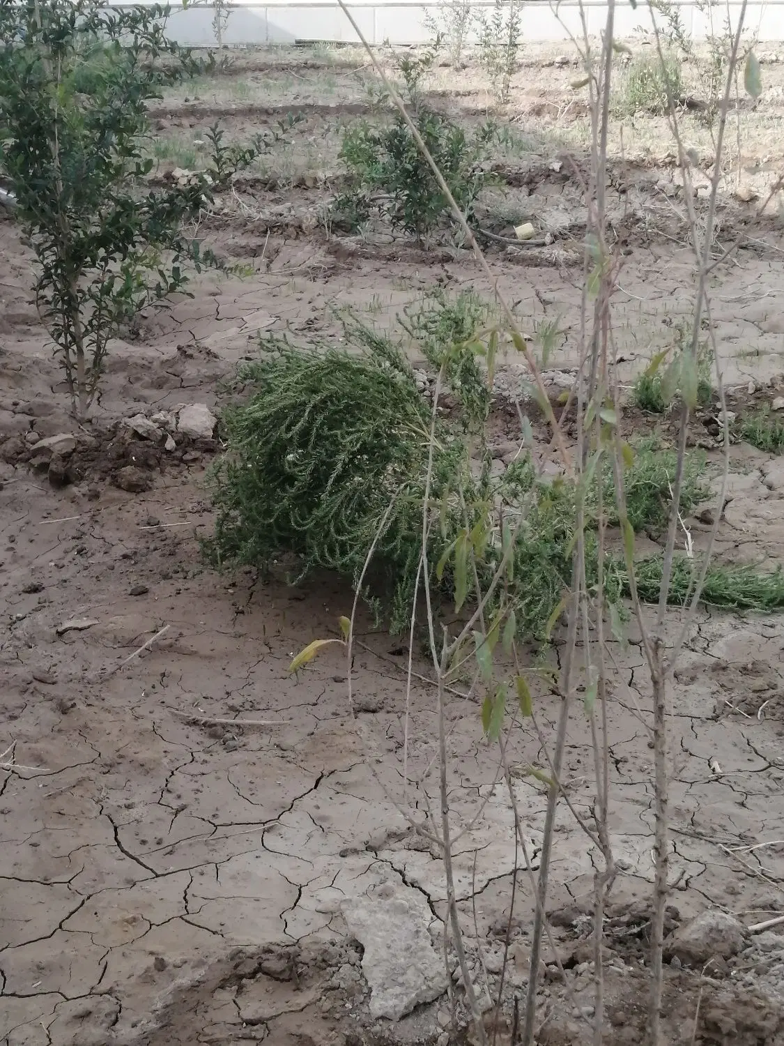 باغ ویلای ۵۰۰ متری