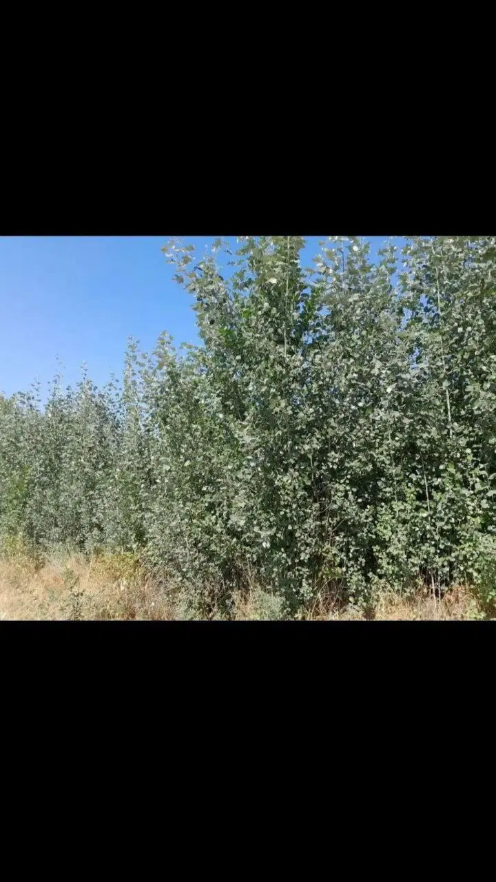 فروش بیشه زار ( مشه ) در روستای بدلبو