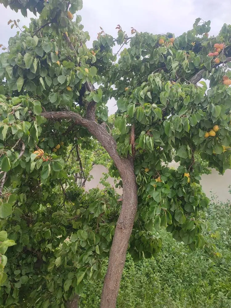 باغچه ۳۹۰متری _بنادار