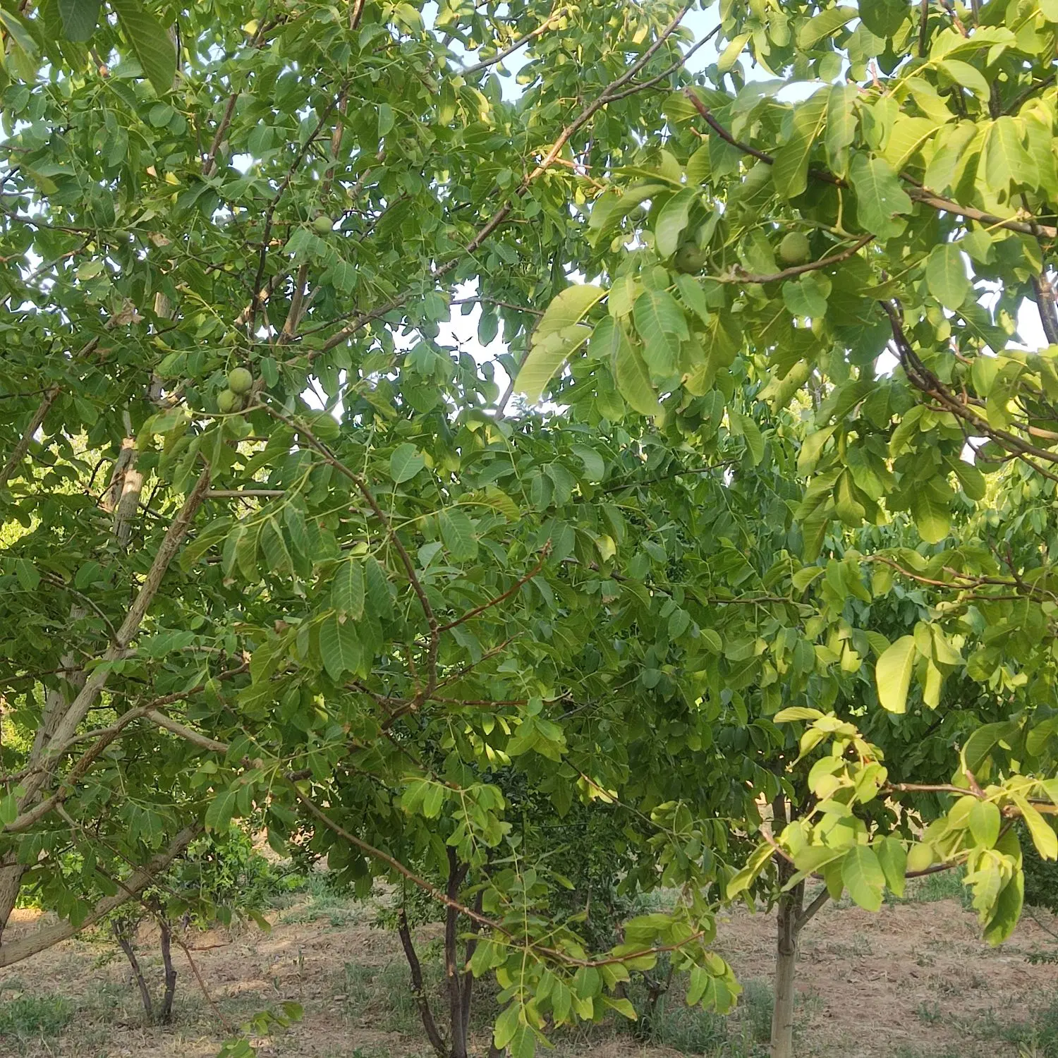باغ گردو فنس کشی شده
