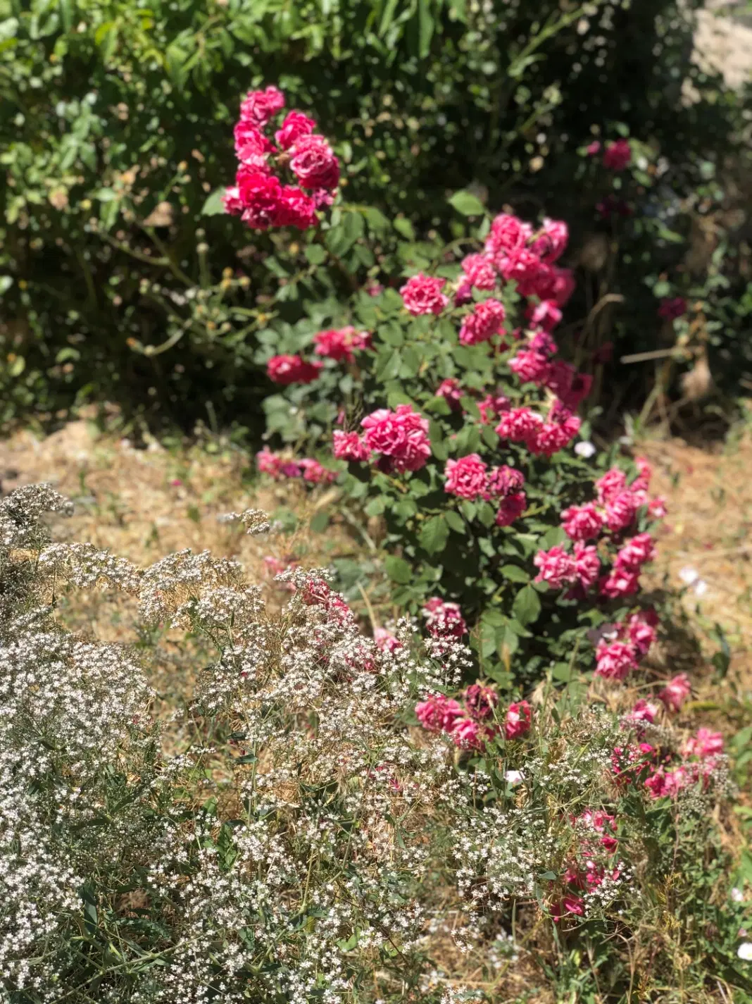 فروش زمین ویلایی