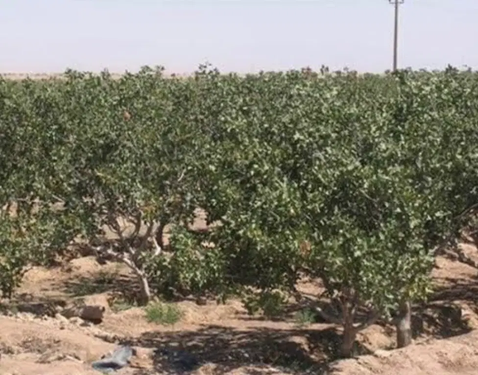 فروش زمین کشاورزی جاده تهران رضا آباد