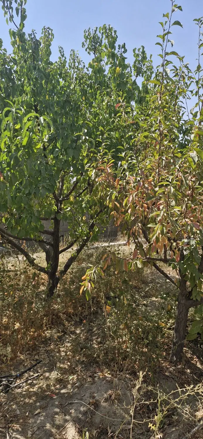 ۲۰۰ متر باغچه با بنا