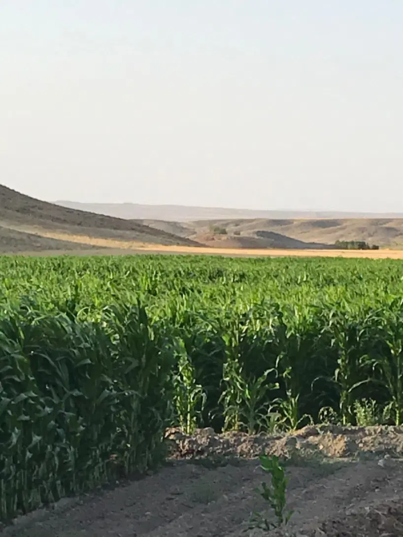 ۱۷۰ هکتار زمین با قنات ششدانگ جاده فریمان