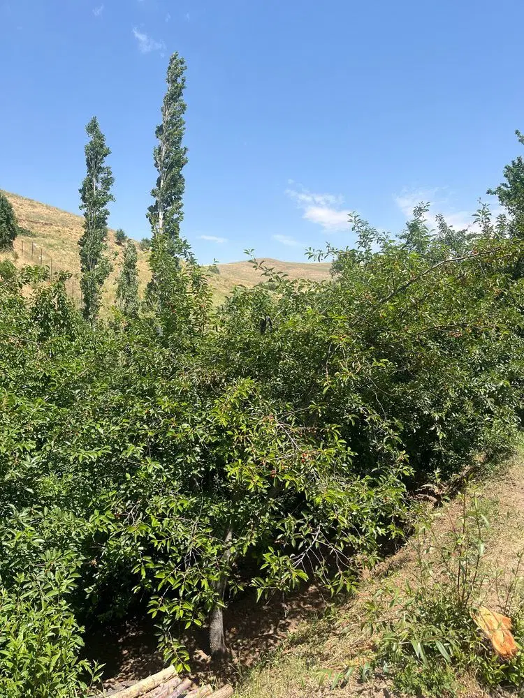 ۳۰۰ متر باغ آلبالو زرشک