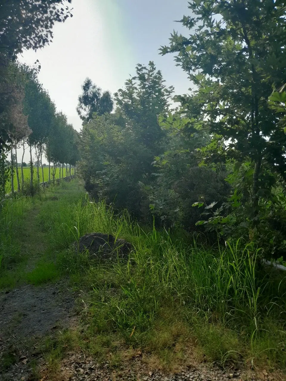 2500متری _ برای ساخت کلبه