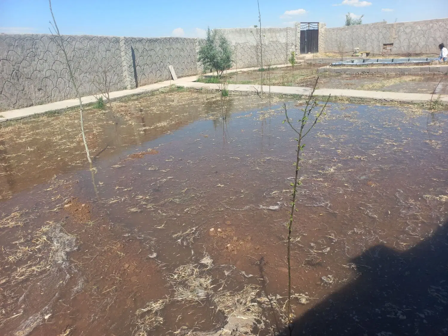 باغمعروف