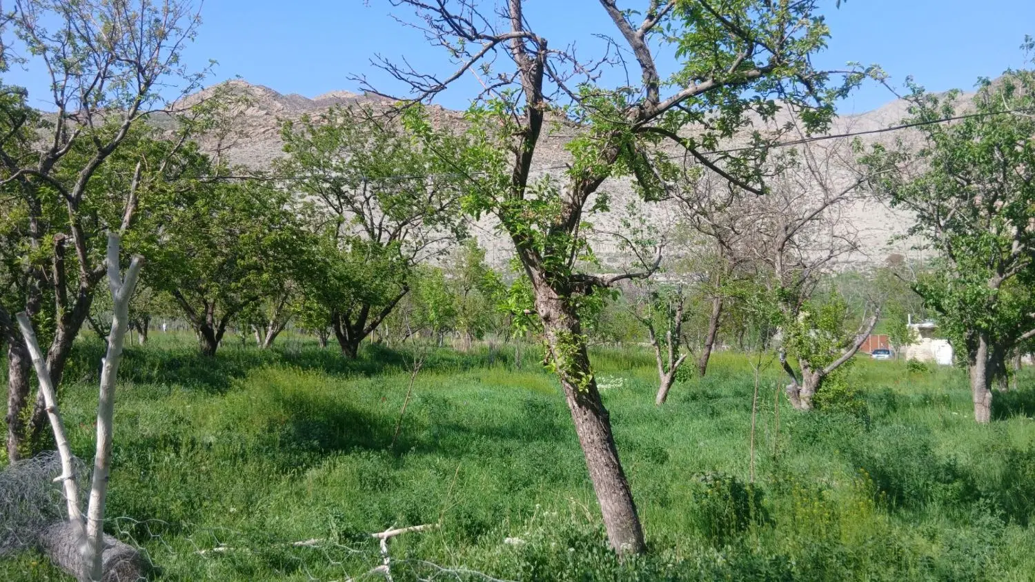 فروش باغ درخور کلات