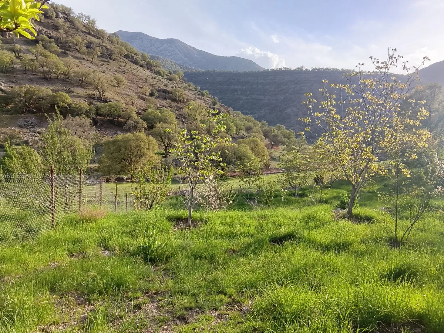 فروش باغ در روستای قلات یاسوج (رضا آباد)
