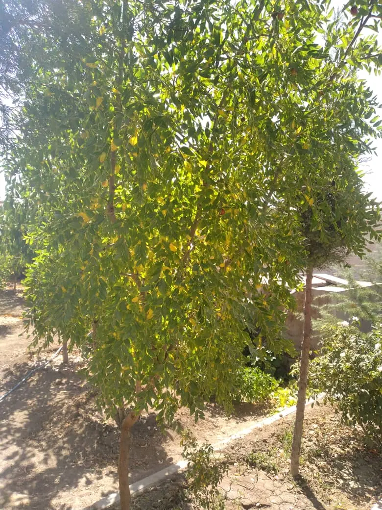 ویلا جاده سلماس بر اسفالت